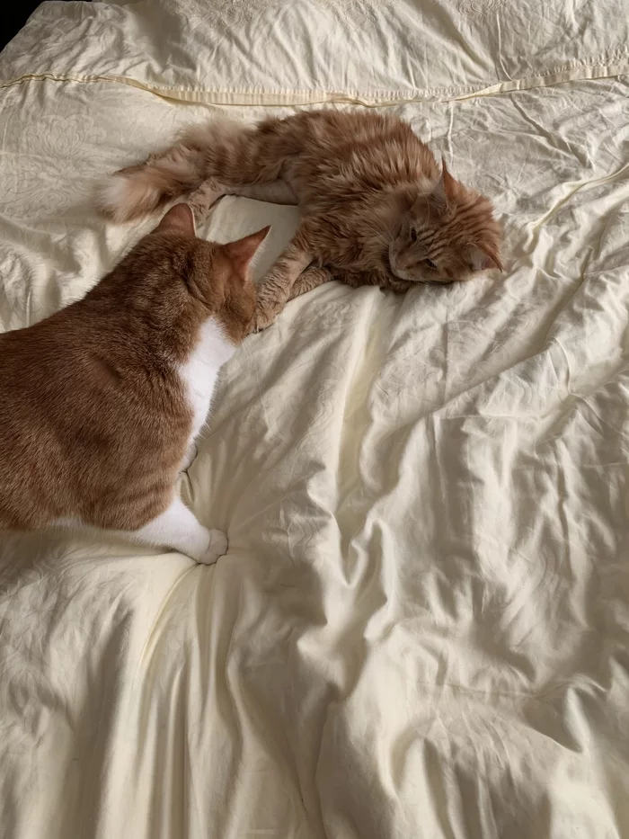 Continuation of the post “The owners of the breeders abandoned the downed Mei-Coon kitten. Another mean post - My, cat, Kittens, Help, Kindness, Animals, Maine Coon, Video, Reply to post, Longpost