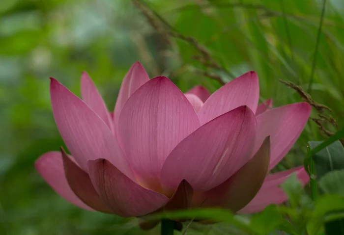 Lotuses from a country pond - My, Lotus, lotus lake, Longpost