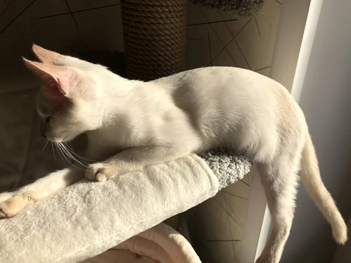 Cat - My, cat, Thai cat