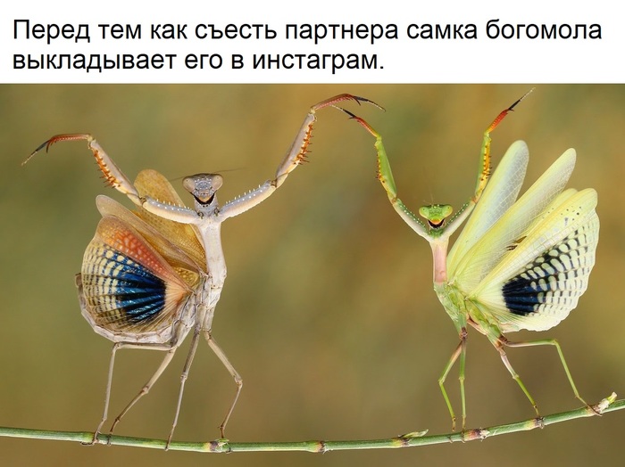 Хвастается своим ужином