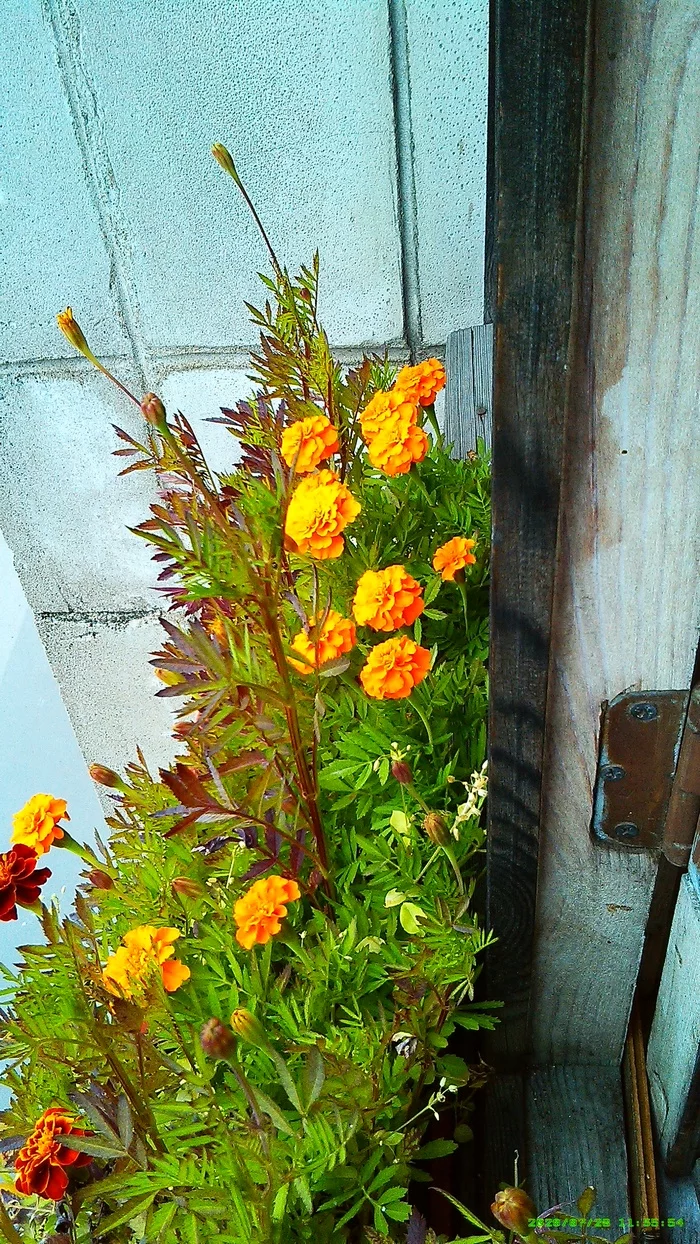Цветы бархатцы на балконе