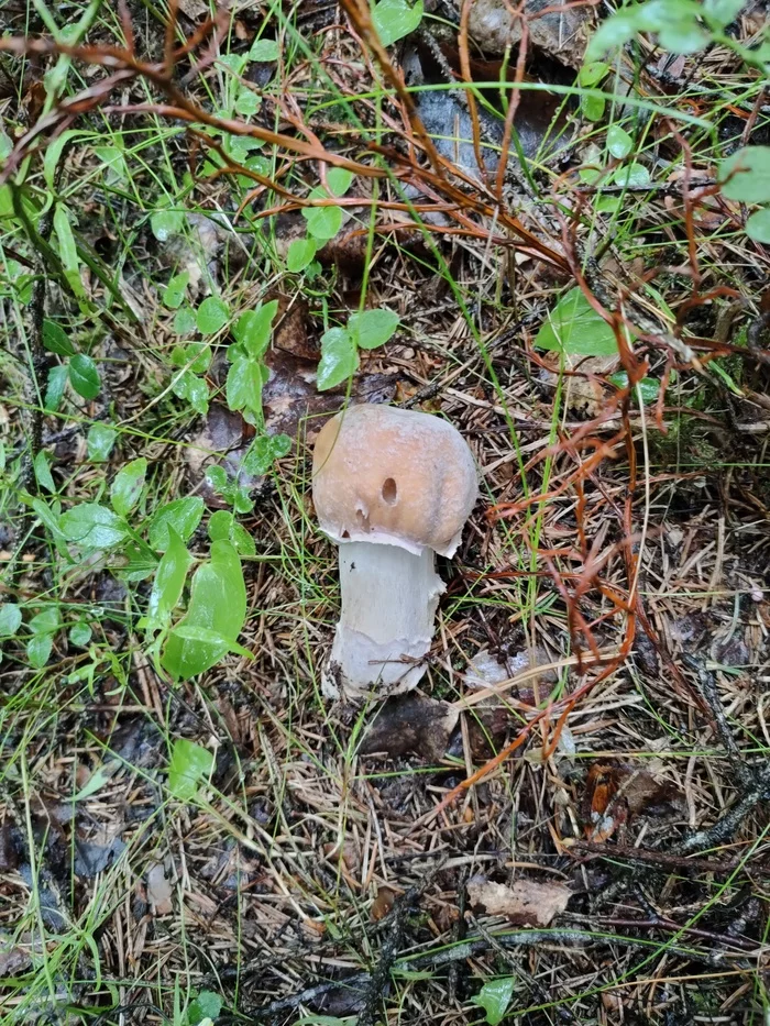 Faster than rain. Bike rides July 2020 - My, A bike, Pokatushki, Forest, Mushrooms, Chanterelles, Sertolovo, Video, Longpost