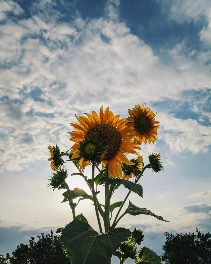 Sunflower 2 - My, Sunflower, Xiaomi, Summer, The photo