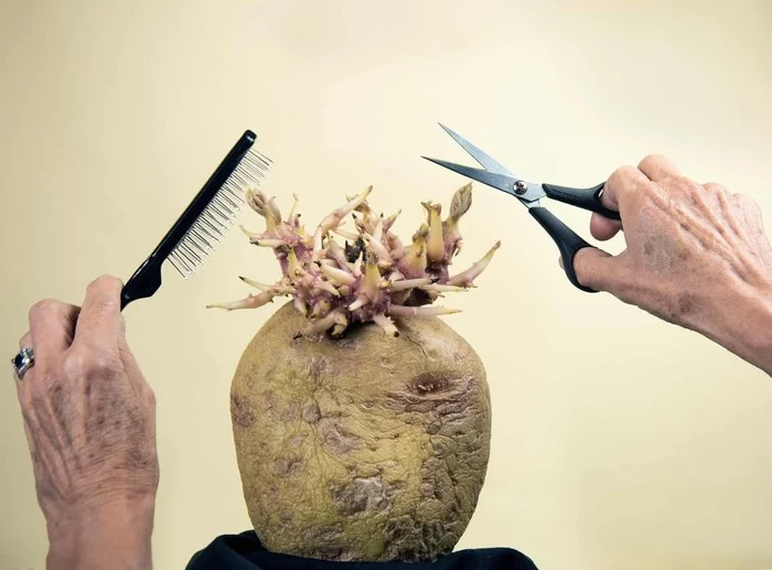 The British came up with a competition for ironic potato photographs. The winner is a photo of a sprouted tuber getting a haircut - news, Tjournal, Society, The photo, Potato