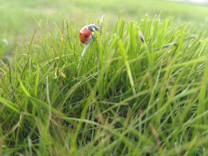 Summer - My, Grass, Summer, ladybug, Heat, The photo
