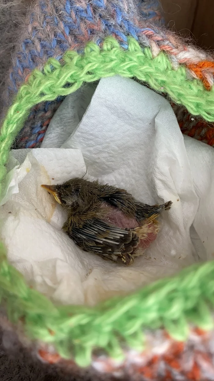 5 days have passed. Found chick - My, Chick, Foundling, Insectivores, Longpost
