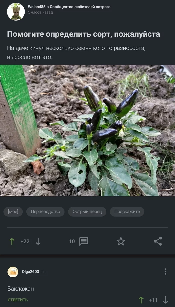 This is clearly a vegetable - My, Pepper, Eggplant, Screenshot, Peekaboo, Comments on Peekaboo