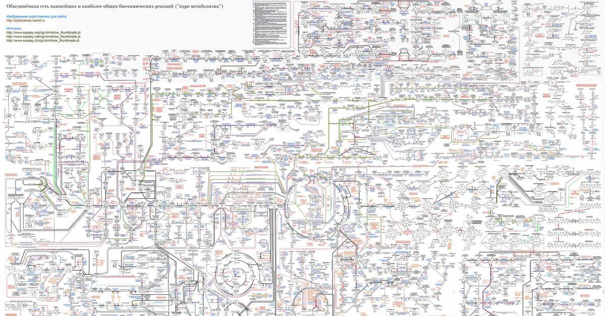 Большая схема. Карта метаболизма биохимия. Метаболическая карта по биохимии. Метаболизм человека полная схема. Карта биохимических процессов человека.