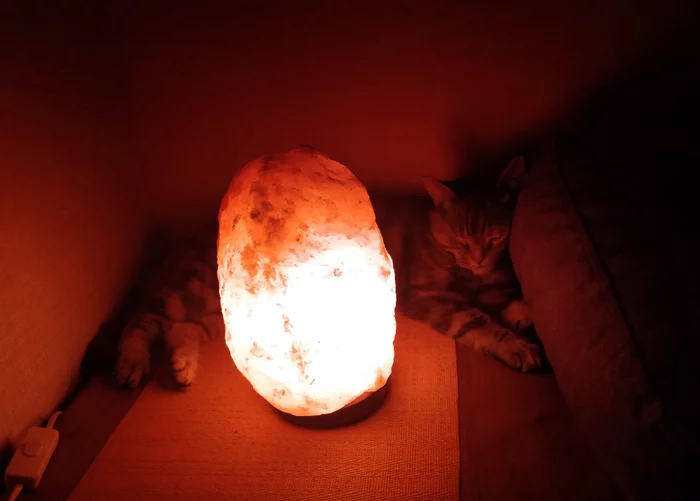 Home cat lamp - Cat with lamp, cat, My