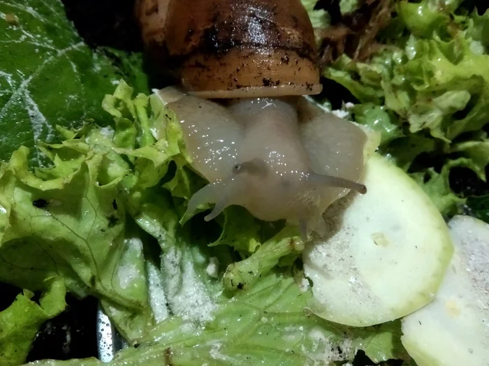 Young blogger - My, African snails, Care, Care and maintenance, Video, Longpost