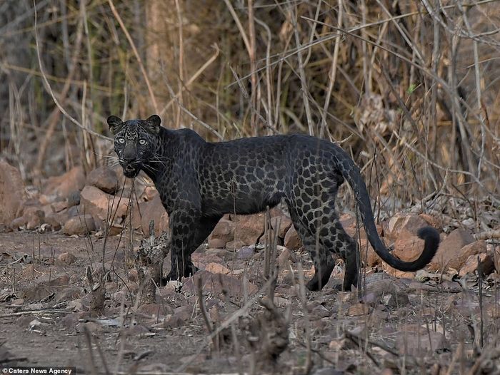 Rare black leopard - Leopard, Black, Longpost, The photo, Big cats, Wild animals, India, wildlife, Animals