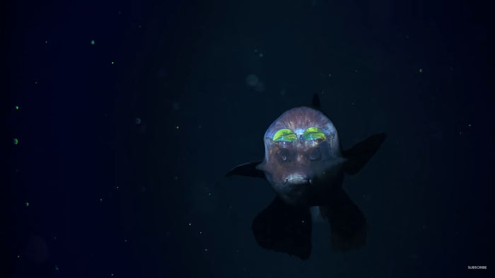 Псс, парень. *Удалено