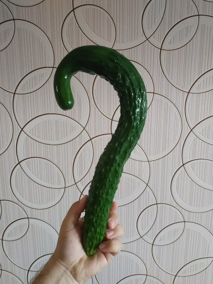 Gentlemen, I have a question... - My, Cucumbers, Matured, Vegetables, Question