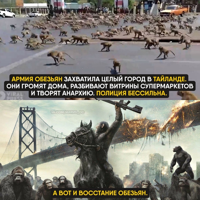Ну в принципе как и в США Обезьяна, Таиланд