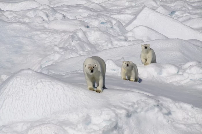 Behind my mother’s back, like behind a stone wall! - The Bears, Polar bear, Young, Arctic, Wild animals, Nature, The national geographic, The photo, Series White bears
