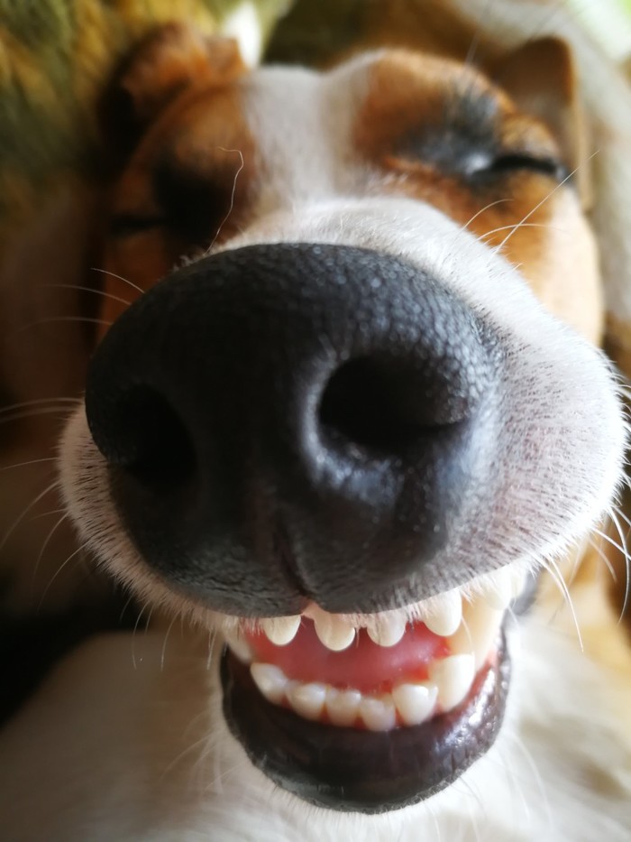 ������ �������