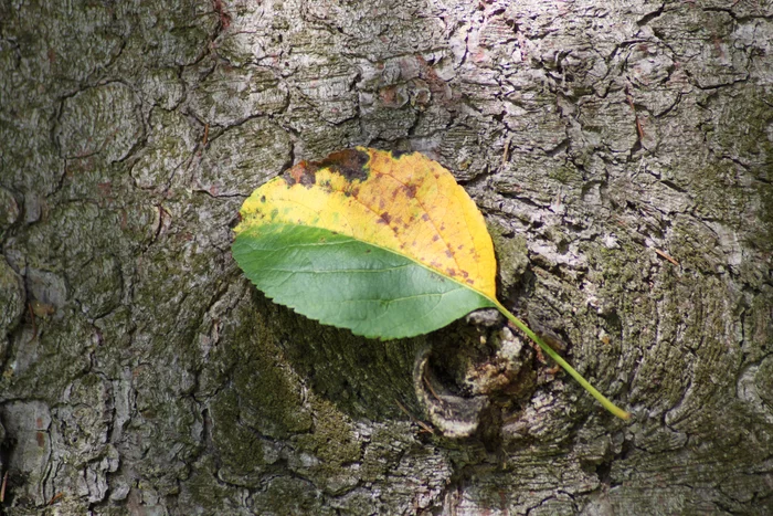 August in the north always has a touch of September - My, August, Autumn, Nature, Northwest, The photo