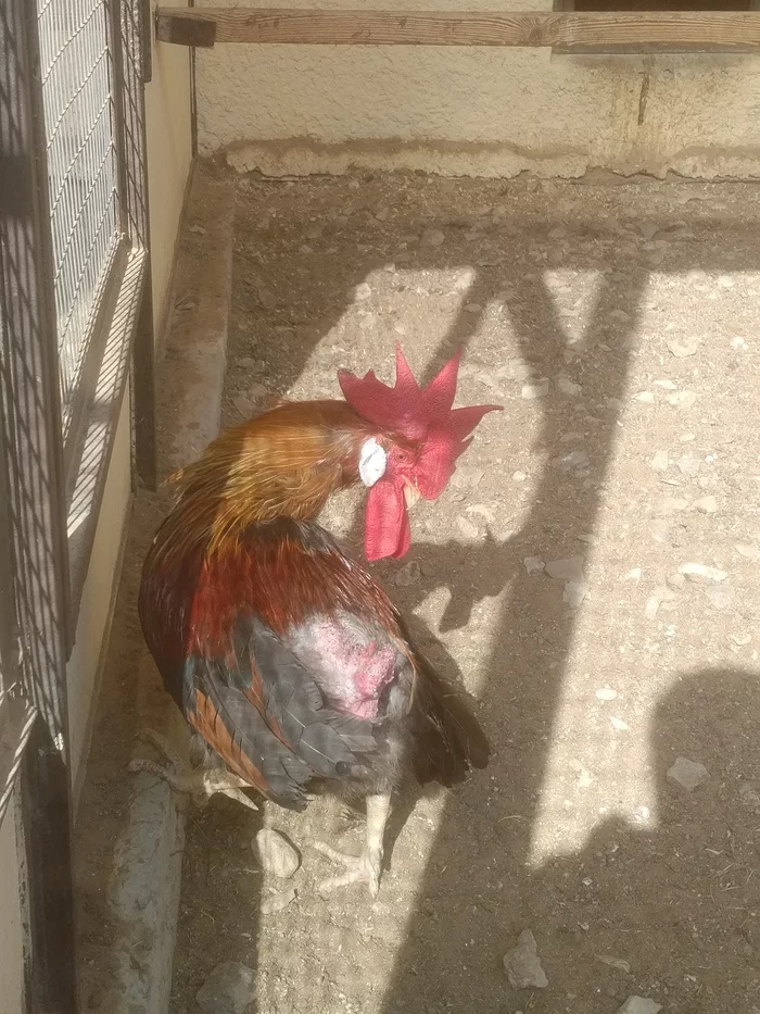 When you pumped the comb but forgot to pump the tail - My, Rooster, Bird Park, Longpost