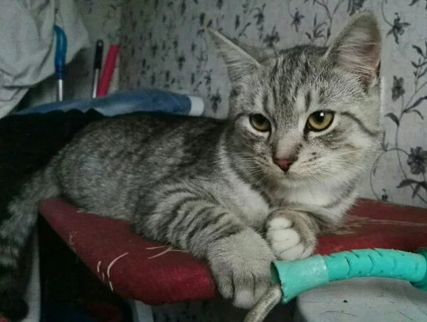 Два часа искали кота, коты - жидкость! - Моё, Кот, Прятки, Потеряшка, Длиннопост