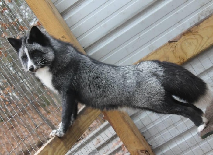 Im sexy and I know it!