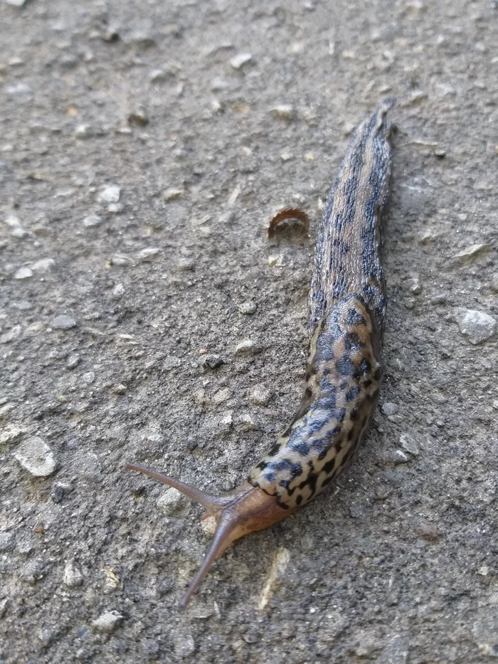 Slug - My, Nature, Photo on sneaker, Road to work, Longpost