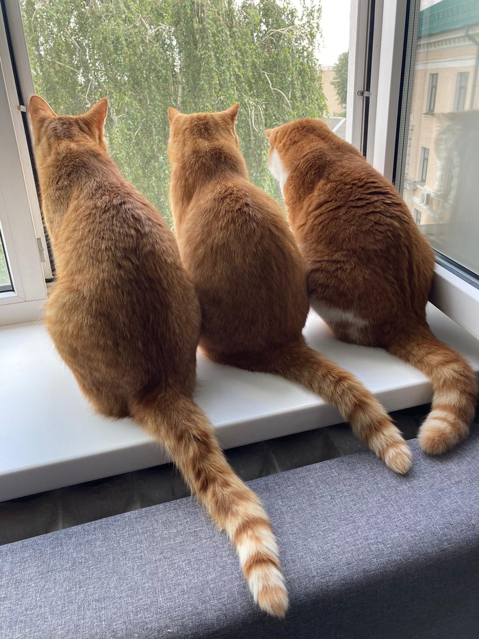 Три красавца под окном...