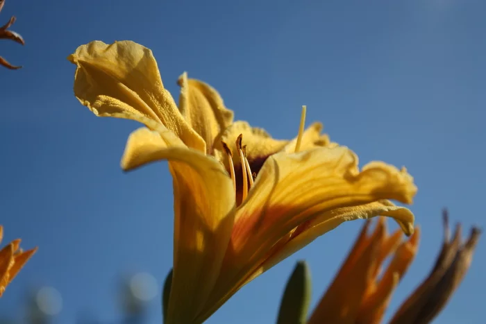 Morning photos - My, The photo, Flowers, Nature, Longpost, Lily