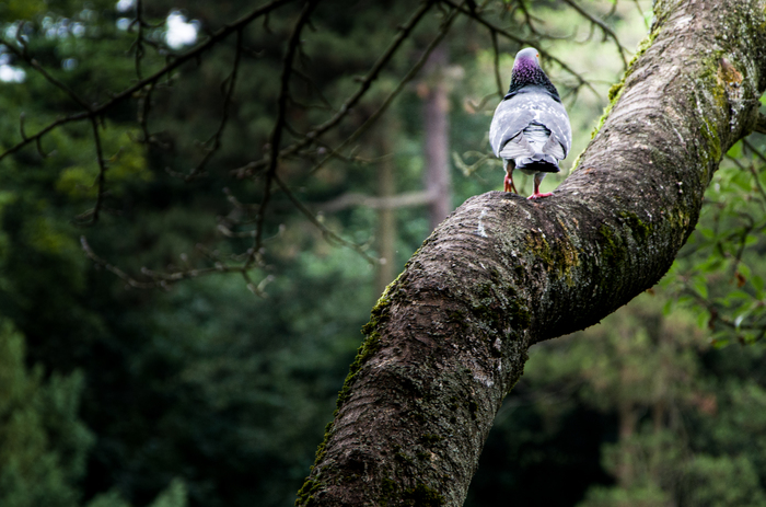 ������ ����� �������