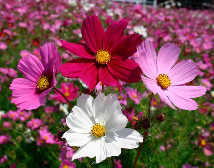 Community of Nature Lovers - Nature, Forest, Animals, Insects, Tree, Flowers