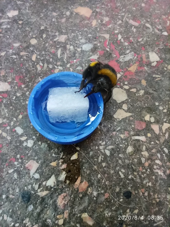 Thanks to Pikabu for the knowledge about bumblebees - Bumblebee, Sugar, Video, Longpost, Vertical video, Animal Rescue