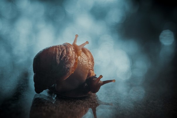 Snails - My, Snail, Achatina, The photo, Longpost