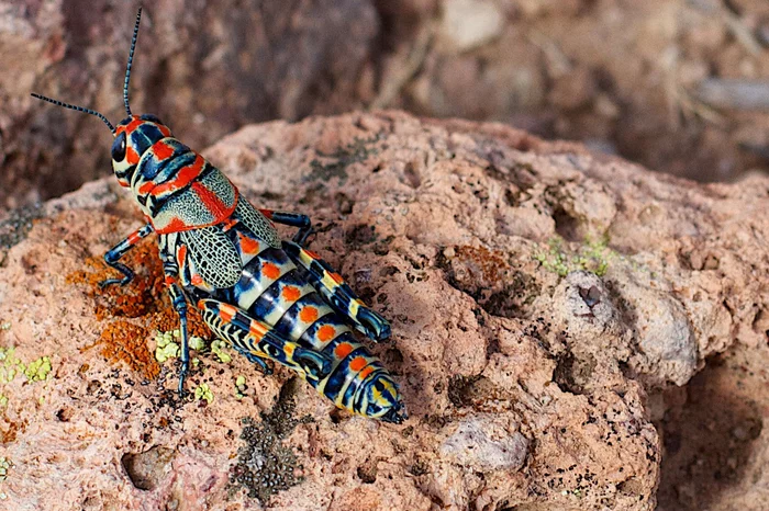 Красота по-американски... - Насекомые, Саранча, Северная Америка, The National Geographic