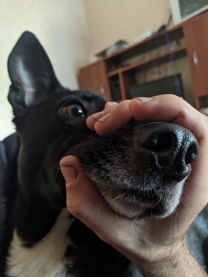 Хобот вам в ленту