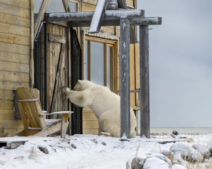 Sorry. Is anyone home? - The Bears, Polar bear, Guests, Snow, Door