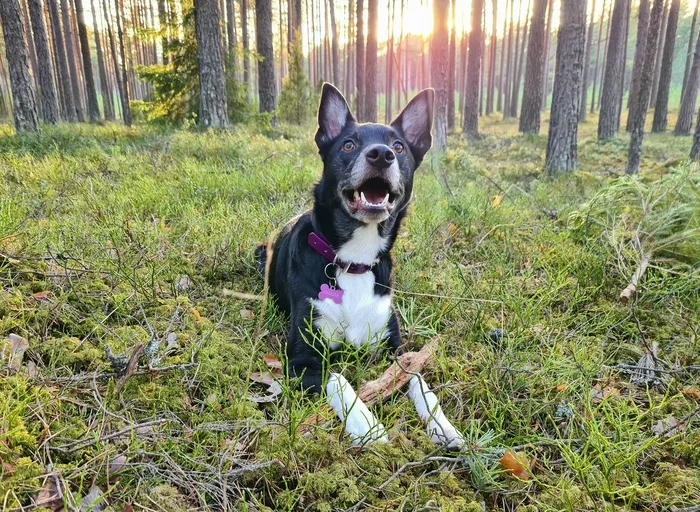 Sunset on the nose - My, Dog, Forest, Sunset