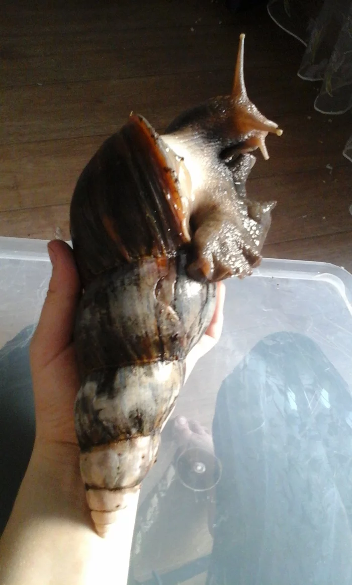 How I became a snail breeder. Or is snails a diagnosis? - My, Snail, Pets, Reticulata, Longpost