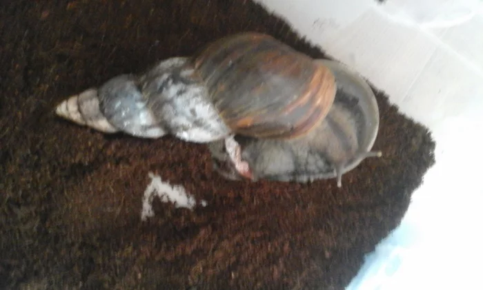How I became a snail breeder. Or is snails a diagnosis? - My, Snail, Pets, Reticulata, Longpost