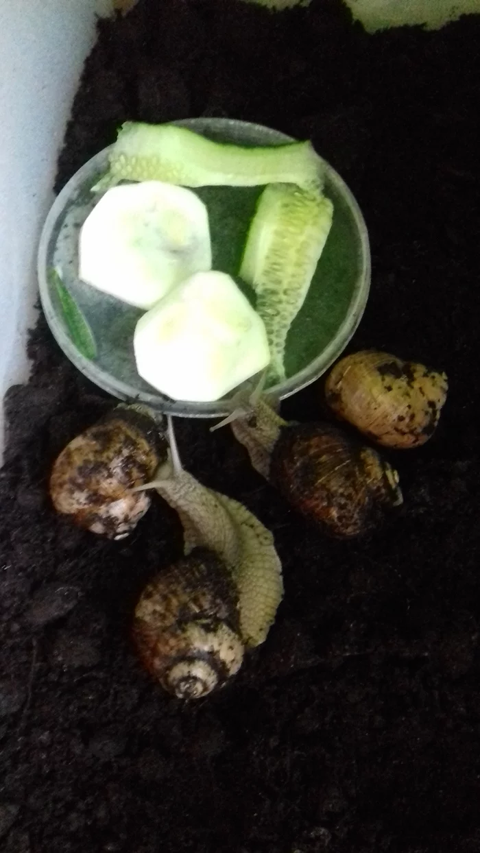 How I became a snail breeder. Or is snails a diagnosis? - My, Snail, Pets, Reticulata, Longpost