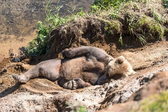sleeping Beauty - The photo, Animals, The Bears, wildlife, Liana of Baraba