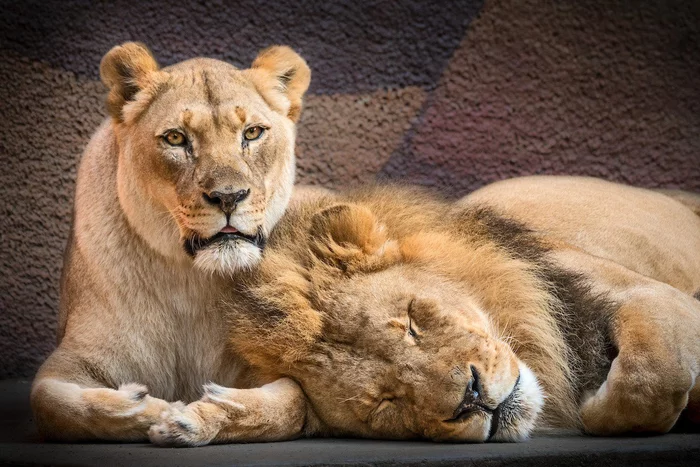 And they died together on the same day... - a lion, Big cats, Negative, Zoo, Euthanasia, USA, Los Angeles, The national geographic