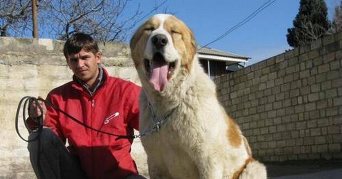 Алабай фото собака взрослый с человеком