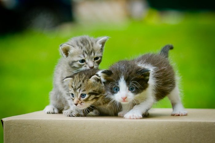 Their life began in the trash, in a tied bag... - Moscow, Animal Rescue, In good hands, Longpost, No rating, cat, Kittens, Text