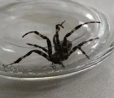 Spider. I ask experts to identify the animal - My, Spider, Insects