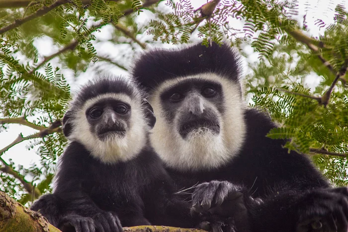 What beauties!... - Monkey, Young, Monkey, Kenya, Africa, Primates, The national geographic, The photo, Colobus