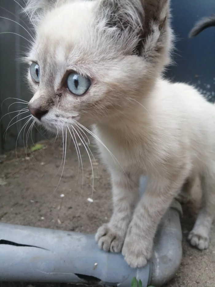 Котята ищут дом, калуга - Моё, Кот, Без рейтинга, В добрые руки, Бездомные животные, Длиннопост, Котята, Калуга, Тула, Москва