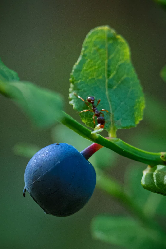 Blueberry and ant - My, The photo, Blueberry, Ants