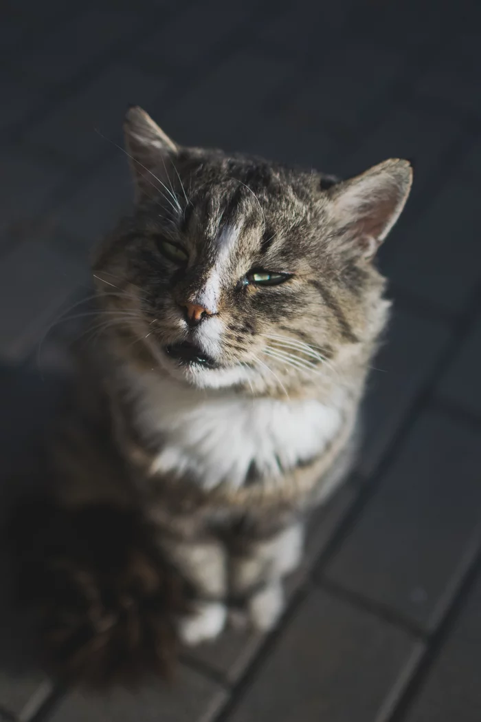 Yard tramp - My, cat, The photo, Nikon