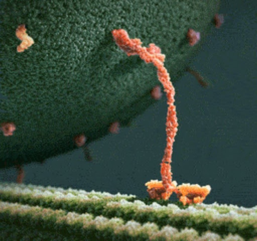 Here is kinesin - Kinesin, Molecular biology, GIF, Text, Video