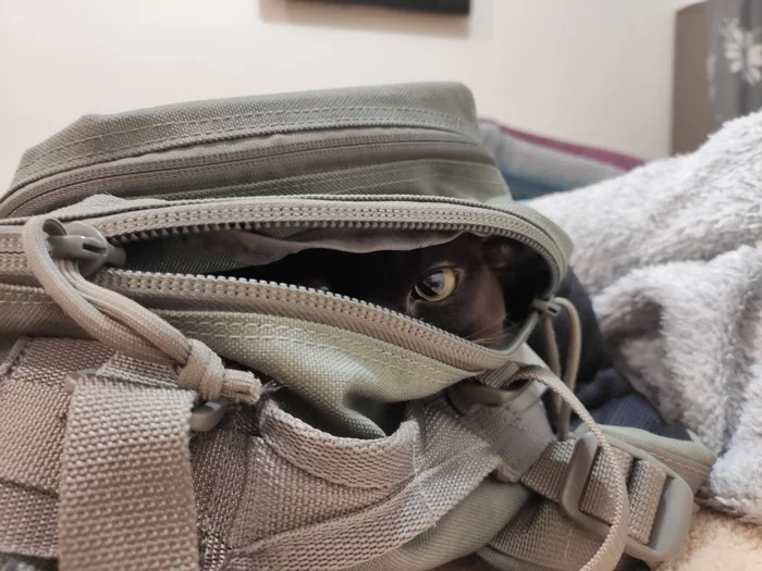 Now this is my backpack - My, European Burma, Burmese, Backpack, Video, cat
