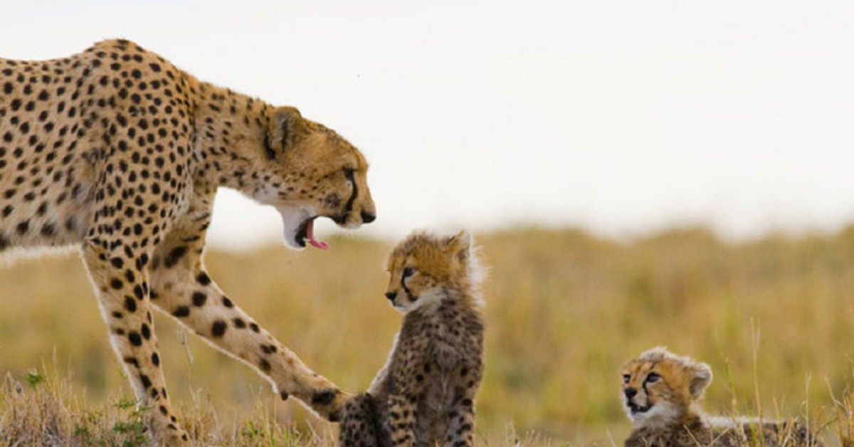 Серенгети сафари. Самые большие наземные животные. Саванна африки и жирафы. Национальный парк хванге африка. Сафари парк зимбабве.